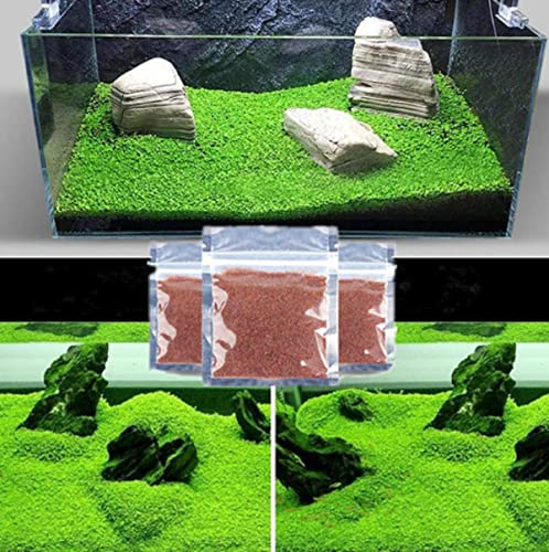 MISUHALOU Aquarium G-r-a-s-s P-l-a-n-t - 3 Pack | Easy-Growing Water P-l-a-n-t for Fish Tank Aquarium