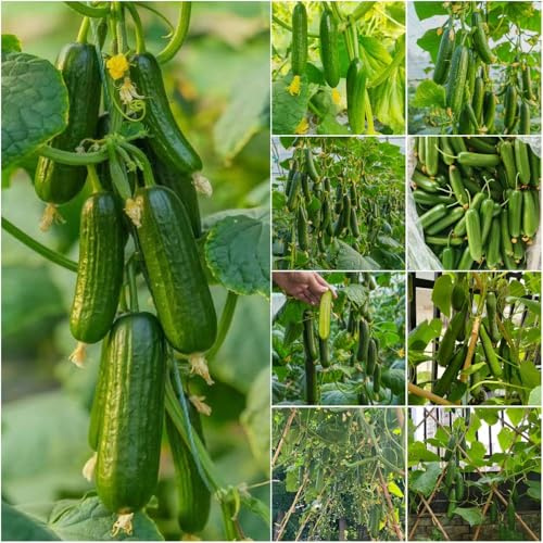 gurken bio - gemüsesamen balkonpflanzen winterhart winterharte kübelpflanzen gewächshaus balkon zimmerpflanzen gartenpflanzen 1000samen