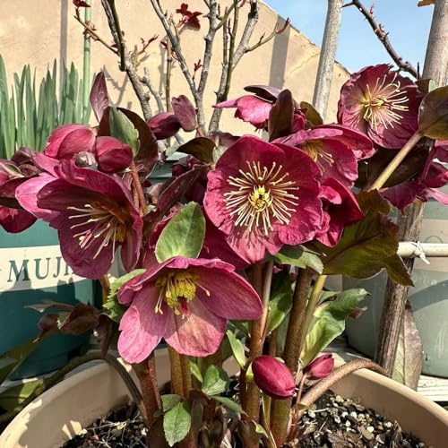 christrosen blumensaat biosaatgut wildblumen balkonblumen dachbegrünung blumengarten dekopflanze blumenstauden winterhart büropflanzen bonsai topf exotische zimmerpflanzen 200samen