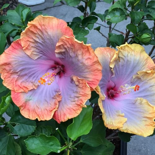 Bulbos De Hibisco,Perenne Fiori da,Vaso per hibisco,Horticulture,Piante Da esterno,Raras,piante Da balcone,Hibisco bulbos,Fácil de cuidar,embellecer el ambiente.-1bulbo-F