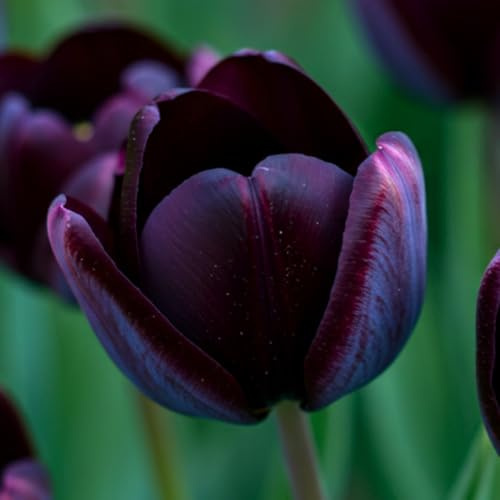 Black Queen of The Night Tulip Bulbs - Fresh Bulbs for Planting (10 Bulbs)