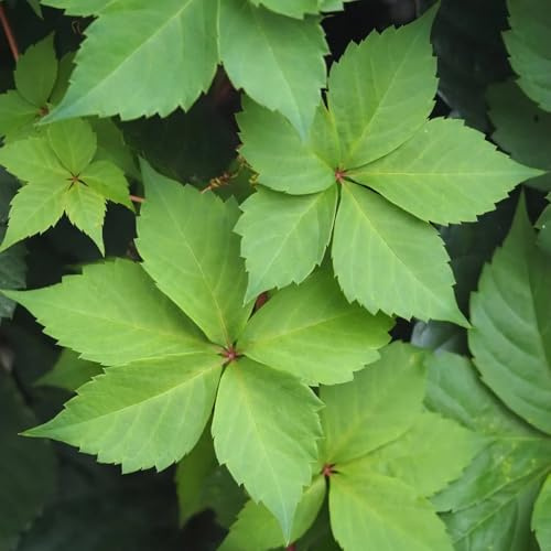 semi di vite selvatica - vecchie varietà decorazione da giardino resistenti biologici 100pcs