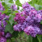 20 Semillas Semillas franceses del arbusto de lila (Syringa vulgaris)