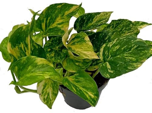 Potho Natural Planta Colgante de Interior Perfecta para Cualquier Rincón de su Hogar