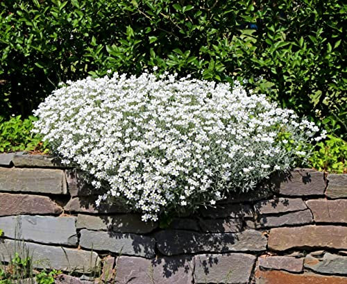 Snow in Summer Seeds UK | 1300 Seeds | Chickweed + Freebie + Plant tag | Cerastium Tomentosum White