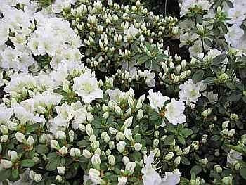 Rhododendron obtusum Maischnee® - 25-30 cm