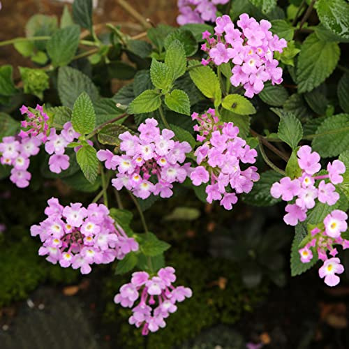 lantana reverdecimiento de tejados balcón invernadero semillas de silvestres perennes resistentes jardín primavera comprar semillas 550pcs