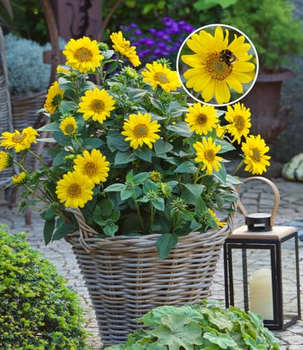 BALDUR Garten 3x Winterharte Sonnenblume SunCatcher®, Pflanzen im 13x13 cm-Topf, Helianthus, bienen- & schmetterlingsfreundlich, winterharte Stauden-Sonnenblume, mehrjährig, blühend