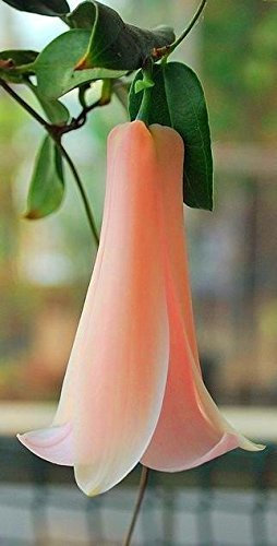 Nuovo Rare 50 Stück/Beutel Cileno-Glockenblume (Lapageria rosea) Semi, Semi, Semi, Semi-Purude, Duratura, All'ombra Parte, Giardino di piante Fiore di DIY, Rosa