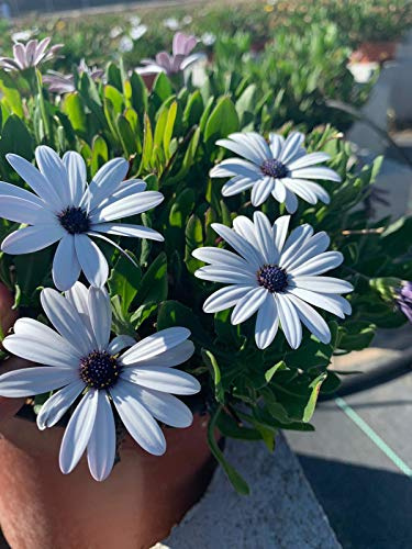 Dimorphoteca - Planta viva - Planta Natural- Pack 6 PLANTAS 13 cm ø - Vipar Garden 6