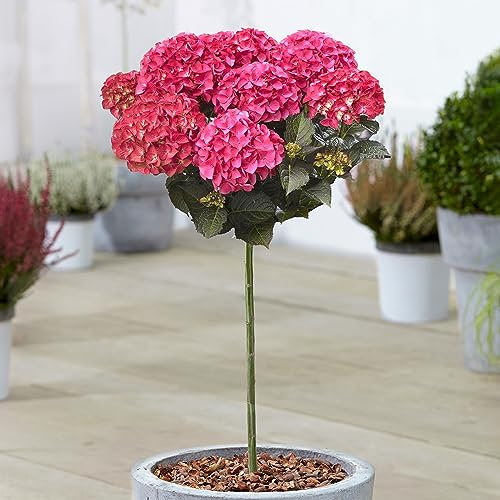 Hortensie Dark Angel Patio Baum | Robuste Outdoor-Pflanzen für den Garten | Ziehen Sie Ihre eigenen blühenden Gartenbäume | Hortensienpflanzen Outdoor-Garten bereit im Topf (70-80cm inkl. Topf)