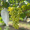 semillas de vid jardín de plantando fruta fresca semillas vid frutas frutas exóticas pequeños plantas jardín fruto columnar fruto en espaldera plantas balcón jardín 200pcs