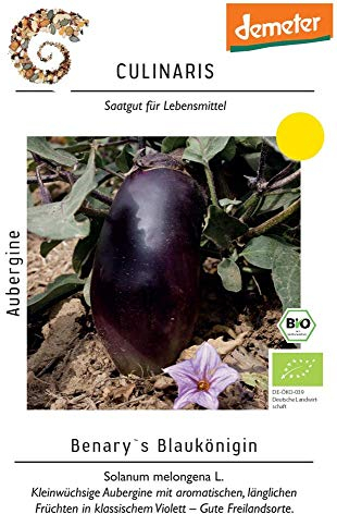 Culinaris 093 Aubergine Benarys Blaukönigin (Bio-Auberginensamen)