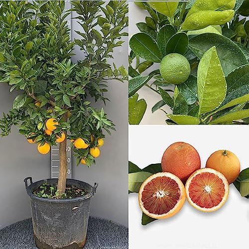 SAVINI VIVAI oranger, agrume Tarocco Sanguinello Orange en pot de 50 cm hauteur 180-200 cm 8-10 ans de greffage, fabriqué en Italie