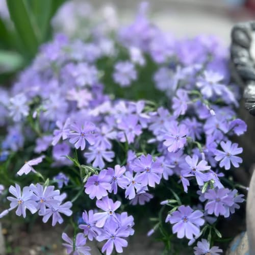 semi di flox, perenne resistente, flox da tappeto recisi tappezzante balcone perenni resistenti da giardino roccioso 1500pcs