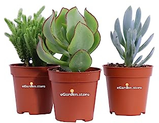 Set di 3 Piante Succulente Set di piante grasse piante da interno piante da esterno Set ornamentale di piante succulente piante da arredo piante vere vendute da eGarden.store