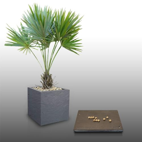10 graines à semer - Le Grenier d'Abondance - Palmier de Floride - LEUCOTHRINAX Morrisii
