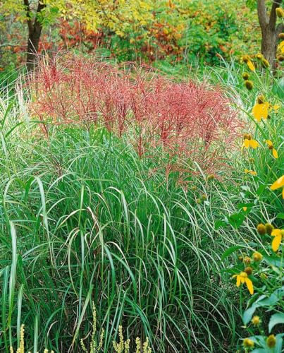 Chinaschilf Miscanthus sinensis Sirene Ziergras winterhart mehrjährig