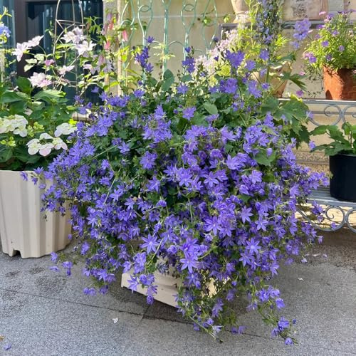 Semi di campanula-Campanula media,giardino decorativo,splendidamente luminosi con decorazione da giardino per esterni 300pcs
