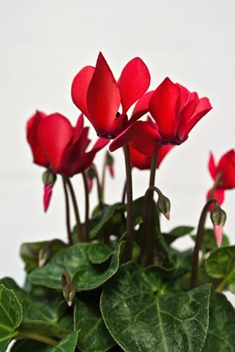Alpenveilchen Cyclamen persicum (Rot)