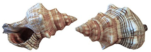 Kaltner Präsente Geschenkidee - Muschel Fasciolaria Trapezium Trapez Bandschnecke Meeresschnecke 13 bis 14 cm groß Set 2 Stück