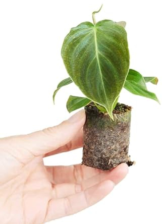PLNTS - Baby Philodendron Splendid - Zimmerpflanze - Zimmerpflanzen, Pflanzen Echt, Nachhaltige Verpackung - 3cm Stecklinge - Höhe 10cm - Direkt von der Gärtnerei