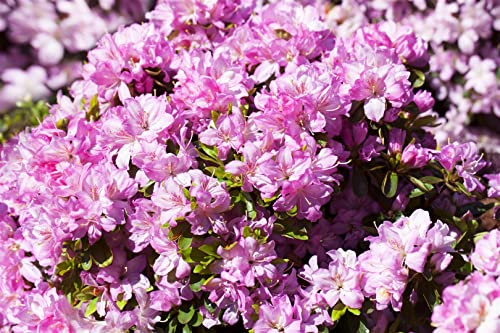 Rhododendron obtusum 'Negligé' 15-20 cm – Winterhart, Immergrün, Mehrjährig – Azalee – Zierstrauch für Kübel & Beet