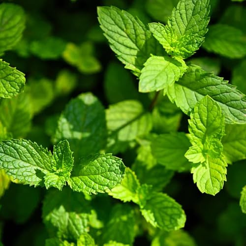 semi di menta verde - cucina resistenti selvatiche regali per giardinieri menta da acquistare 900pcs