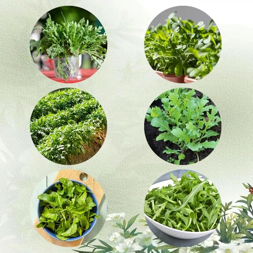 semillas de rúcula resistentes - rúcula, variedades antiguas de rúcula perenne orgánica, jardín, 500pcs