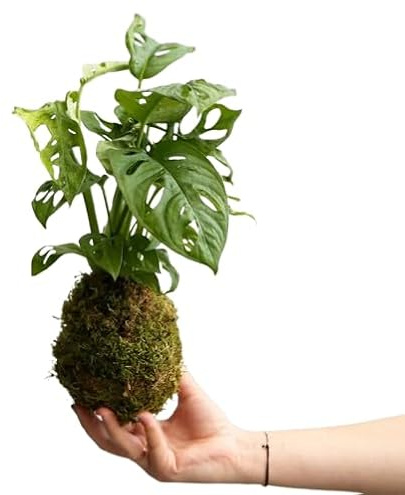 Árbol Natural KOKEDAMA Artesanal DECOALIVE Planta Monstera Adansonii en Bola de Musgo