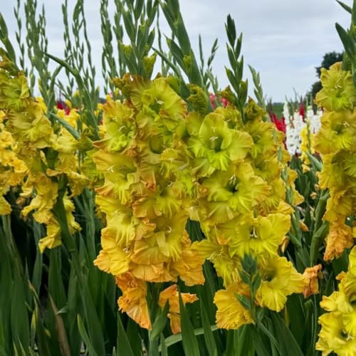 bulbi resistenti alla gladiola - giardino aiuole rialzate, per balcone, decorazioni per esterni, 3pcs