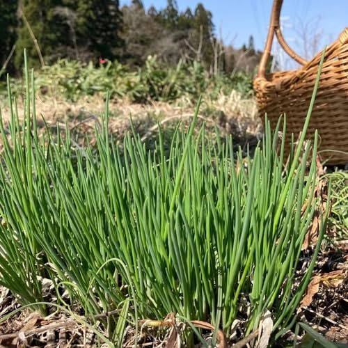 Aglio Orsino giardino inverno giardino copertura resistente semi pradi 400pcs
