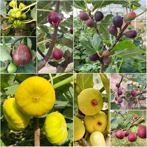 feigenbaum winterhart - balkon kräutergarten pflanztöpfe obstsamen winterhart draußen dekopflanzen bonsai 350samen