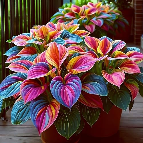 Hosta Bulbi, piante perenni, Hosta Bulbi grande, Ambiente paesaggistico, Hosta in vaso, profumate, pianta Hosta(Non artificiali)-4 bulbi-E
