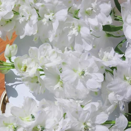 espuela de caballero balcón con parterre de balcón primavera trepadoras resistentes semillas decoración Delphinium 125pcs