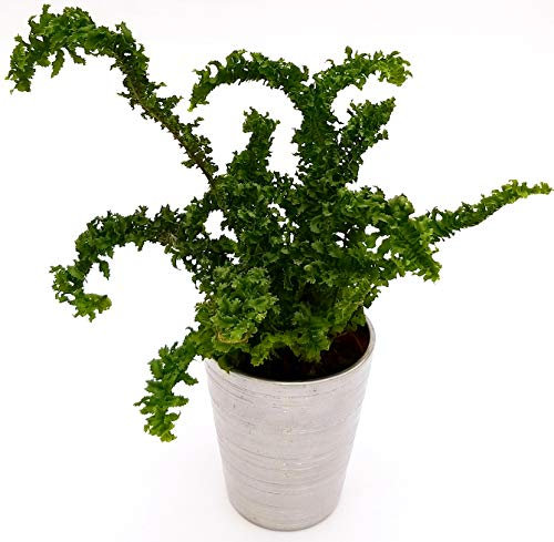 POWERS TO FLOWERS - FELCE DA INTERNO, EMINA DRAGON TAIL, PIANTA PURIFICA ARIA, IN VASO CERAMICA ARGENTO, pianta vera