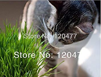 Cat Grass Seed, Grass Seed Eating Kittens, About 200 Particles