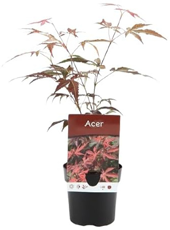 Arce del Japón Mini Árbol Natural para Jardines o Terrazas