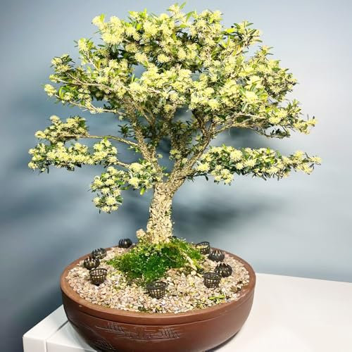 semi di bosso fiori di alberi ornamentali arbusto ornamentale albero bonsai facile coltivazione arbusti resistenti di esotiche in fiore di alberi piante per 200pcs