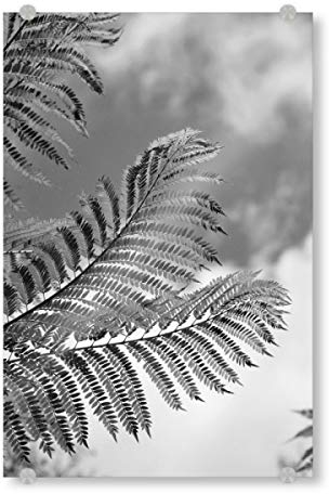artboxONE Acrylglasbild 30x20 cm Natur Farn Blätter in Afrika sw - Bild Farn Afrika blackandwhite