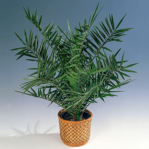 Phoenix Canariensis Kanarische Dattelpalme Exotische Outdoor Pflanze Gartenpflanze 15 cm Topf