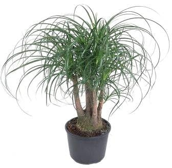 Fresh Plants Zimmerpflanzen -Nolina - Elefantenfuß - XXL - Topf Ø 27 cm - Höhe ca. 80 cm