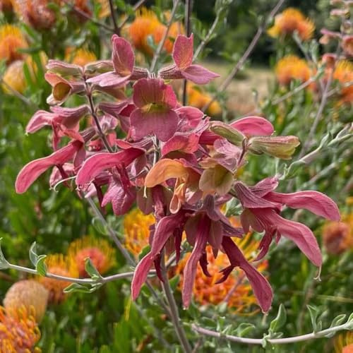 Semi di salvia, semi di aromatiche, Salvia japonica, selvatici semi per aiuole rialzate rare perenni 1000pcs