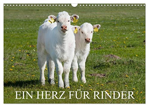 Ein Herz für Rinder (Wandkalender 2026 DIN A3 quer), CALVENDO Monatskalender: Rinder in artgerechter Haltung auf den Weiden auf 13 wundervollen Fotos (CALVENDO Tiere)