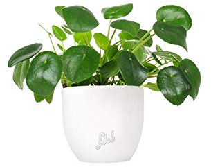 Pilea Pianta delle Monete, Altezza 25 cm, Pianta Vera, Pianta da Interno, Vaso Artigianale in Terracotta - Bianco Perlato