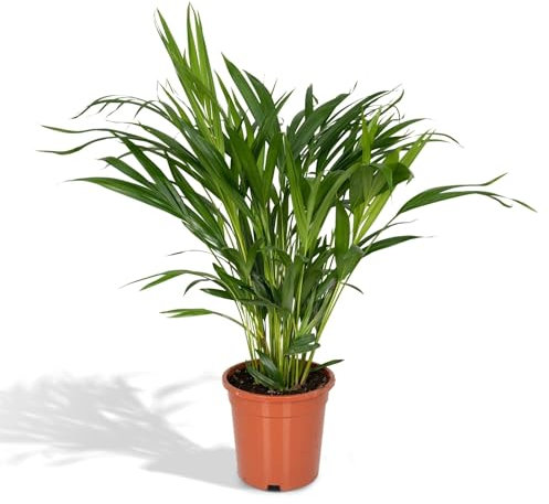 Dypsis Lutescens M (Areca Palme)