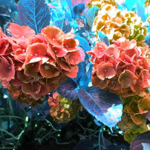 Excellent Display,Double Hydrangea Roots,Flowering Rhizome,Greening Flower,Easy to Plant, Natural Organic,Suitable-3 Bulbs-E