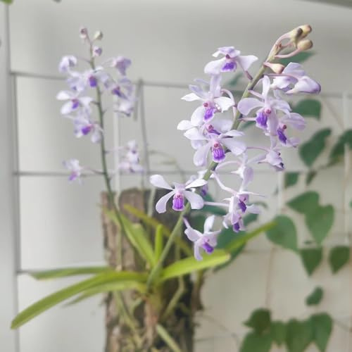 semi di orchidea vanda, decorazione da giardino per decorative da esterno orchidee tetto verde, primaverile parete, decorazione del balcone, selvatici 450pcs