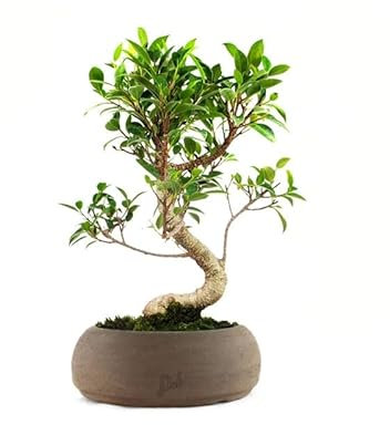 Ficus retusa Bonsai Altezza 25 cm, Pianta Vera, Pianta da Interno - Vaso Artigianale in Terracotta - Marrone