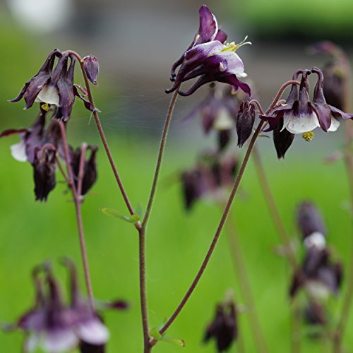 Blumixx Stauden Aquilegia vulgaris 'William Guiness' – Akelei, schwarzpurpur-weiß blühend, winterhart, Insektenfreundlich, mehrjährig, im 0,5L Topf für Beet & Garten